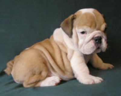 Preciosa camada de bulldog ingles 2 meses