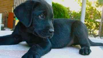 Preciosos cachorros de labrador negros
