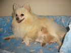 se vende lulu de pomerania enanos - mejor precio | unprecio.es