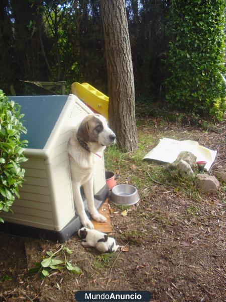 VENDO  PRECIOSOS CACHORRITOS DE MASTINES (200 euros cachorro)