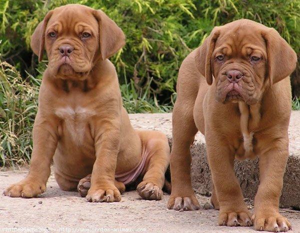 Venta de cachorros de BULLDOG INGLES