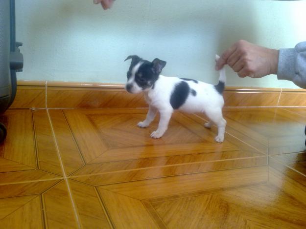 Venta de impresionantes cachorros