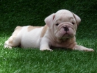 Bulldog Inglés cachorros para venta de 100 - mejor precio | unprecio.es