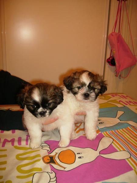 cachorros de shih tzu