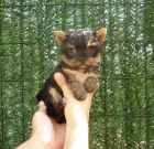 Preciosos cachorritos de Yorkshire toys o medianitos - mejor precio | unprecio.es