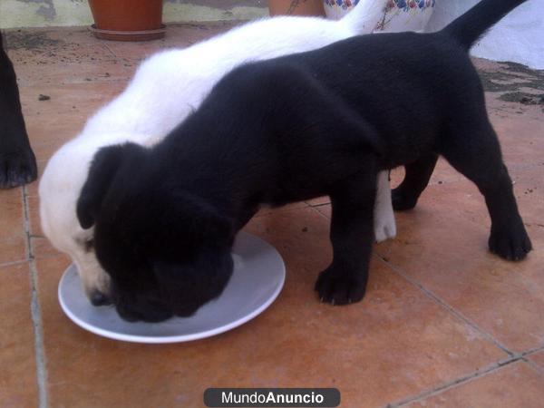 se venden cachorros labradores