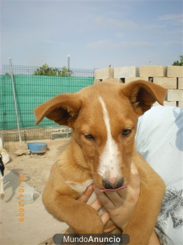 Seth cachorrito e tres meses en adopción