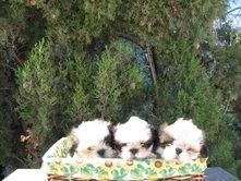 SHI TZU 320 euros
