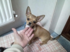 vendo chihuahua con pedigree y 5 meses por no poder atender - mejor precio | unprecio.es