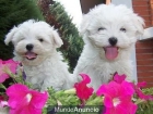 BICHON MALTES -- TOY -- - mejor precio | unprecio.es