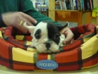 bulldog frances - mejor precio | unprecio.es