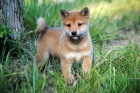 Calidad shiba inu cachorros disponibles - mejor precio | unprecio.es