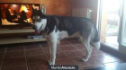 husky para montas - mejor precio | unprecio.es