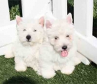 Vendo cachorros de West Higland. - mejor precio | unprecio.es