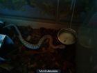 Vipera latastei latastei - mejor precio | unprecio.es