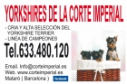 YORKSHIRES TERRIES - mejor precio | unprecio.es