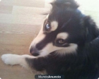 20 PERRITOS BUSCAN FAMILIA - mejor precio | unprecio.es