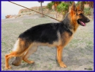 Cachorra Ceppa. de Pastor Alemán. - mejor precio | unprecio.es