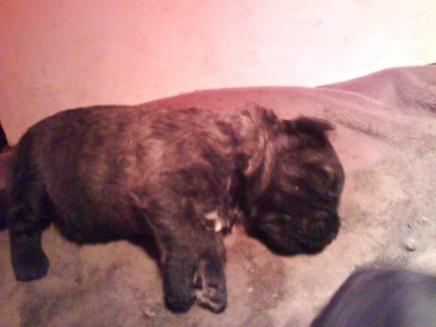 Cachorros de bouvier des flanders