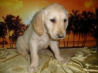 Cachorros de GOLDEN RETRIEVER - 450 - - mejor precio | unprecio.es