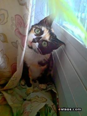 Cleo preciosa tricolor de 3 meses busca hogar (maria.bella68@yahoo.com)