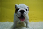 espectaculares cachorrines de bull dog ingles__2MESES //calidad// - mejor precio | unprecio.es
