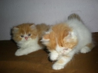 gatos persas machos 180 euros - mejor precio | unprecio.es