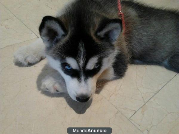 hembra husky siberiano