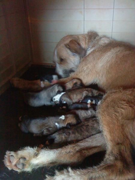 Regalo cachorros Mastín (cruce)