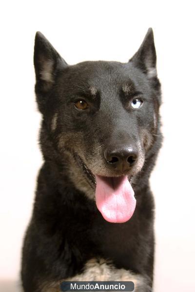 Se regala husky de tres años