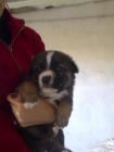 SE REGALAN CACHORROS MASTIN CRUCE PASTOR ALEMAN - mejor precio | unprecio.es