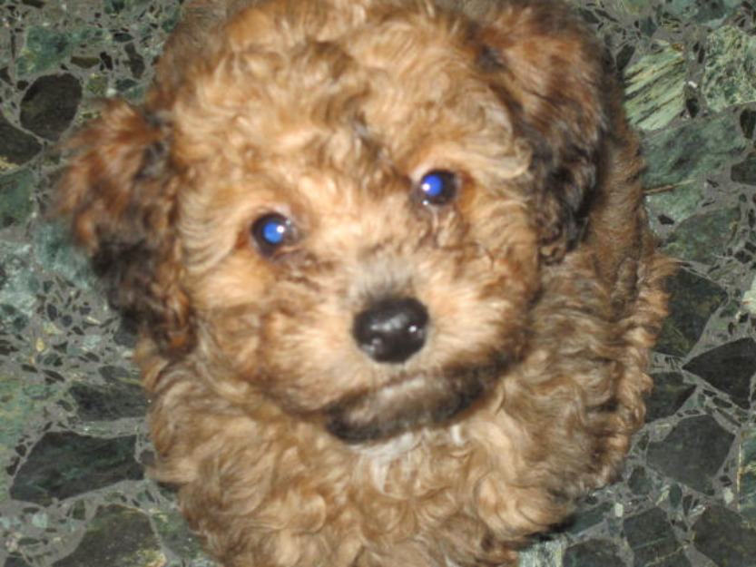 Vendo caniche minitoy hembra