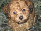 Vendo caniche minitoy hembra - mejor precio | unprecio.es