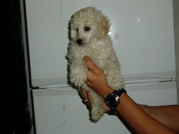 cachorritos de caniche