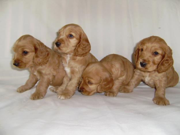 CACHORROS DE  COCKER SPANIEL INGLES