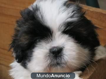 cachorros de shih-tzu