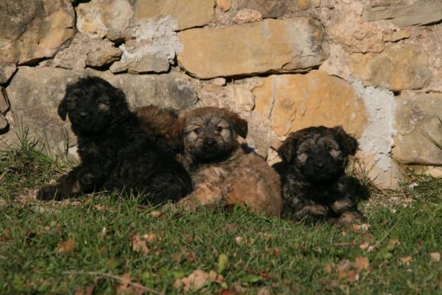 cachorros gos d'atura catala 