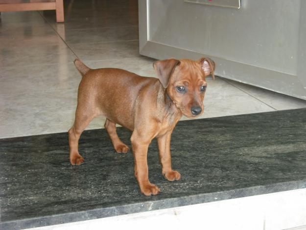 cachorros pinscher