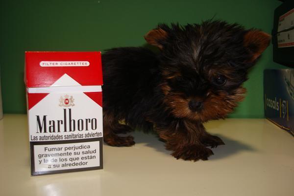 Excelentes Yorkshire terrier minis