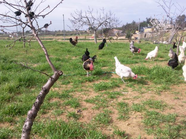 gallinas andaluzas sureñas y leghorn