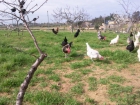 gallinas andaluzas sureñas y leghorn - mejor precio | unprecio.es