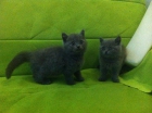 Si buscas british shorthair - mejor precio | unprecio.es