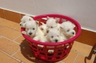 WESTY Y PERROS DE AGUA EN WWW.GUAU.NET - mejor precio | unprecio.es