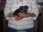 VENDO,cachorros Yorkshire,calidad a buén precio,con garantias por escrito. - mejor precio | unprecio.es