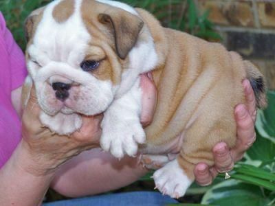 Adorables cachorros bulldog Inglés para la Navidad 95