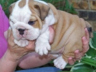 Adorables cachorros bulldog Inglés para la Navidad 95 - mejor precio | unprecio.es