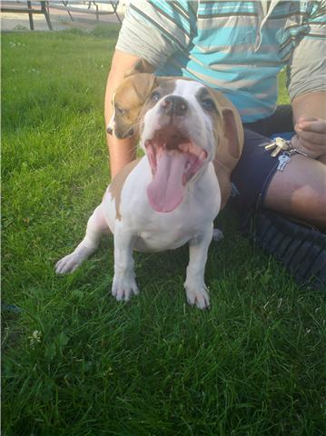 american stanfordshiore terrier