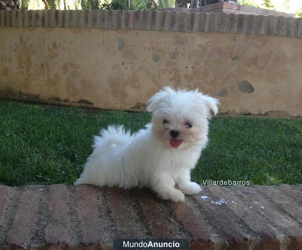bichon maltes miniaturas