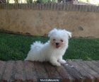 bichon maltes miniaturas - mejor precio | unprecio.es