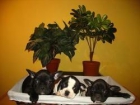 BULLDOG FRANCES EXCELENTES CACHORRITOS 450 - mejor precio | unprecio.es